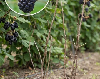 May include: Two bare, leafless blackberry plant stalks with exposed roots planted in soil, positioned in front of a blurred background of green foliage and clusters of ripe, dark purple blackberries, with a circular inset showing a single berry.