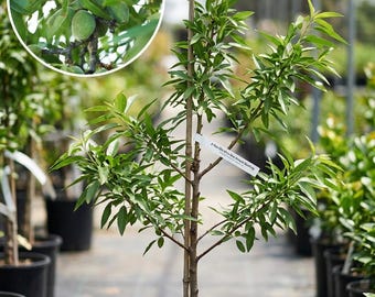 May include: A young almond tree in a black plastic pot with a wooden support stake and a white tag labeled 3 Year Old All-in-One Almond Sapling. An inset circle shows green, unripe almonds growing on a branch with narrow, pointed green leaves.