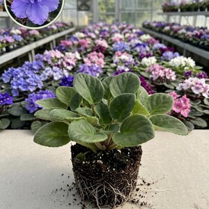 May include: A potted African violet plant with dark green, fuzzy, oval-shaped leaves and a visible root ball. An inset circle in the upper left corner displays a single, vibrant purple flower with a yellow center. The text DrewNursery is in the corner.