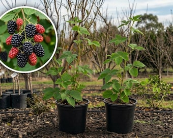 May include: Two young blackberry plants in black plastic nursery pots. A circular inset shows a cluster of blackberries in various stages of ripening, transitioning from bright red to deep black, attached to a green stem with leaves.