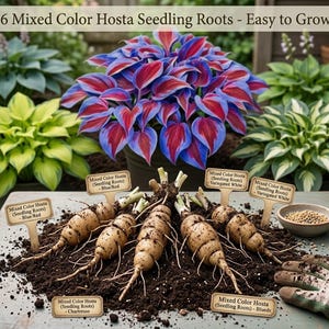 May include: Six light tan Hosta seedling roots arranged on dark soil with small wooden labels. Labels read: Mixed Color Hosta (Seedling Roots) - Blue/Red, Chartreuse, and Variegated White. A small bowl of seeds and a gardening glove are visible.