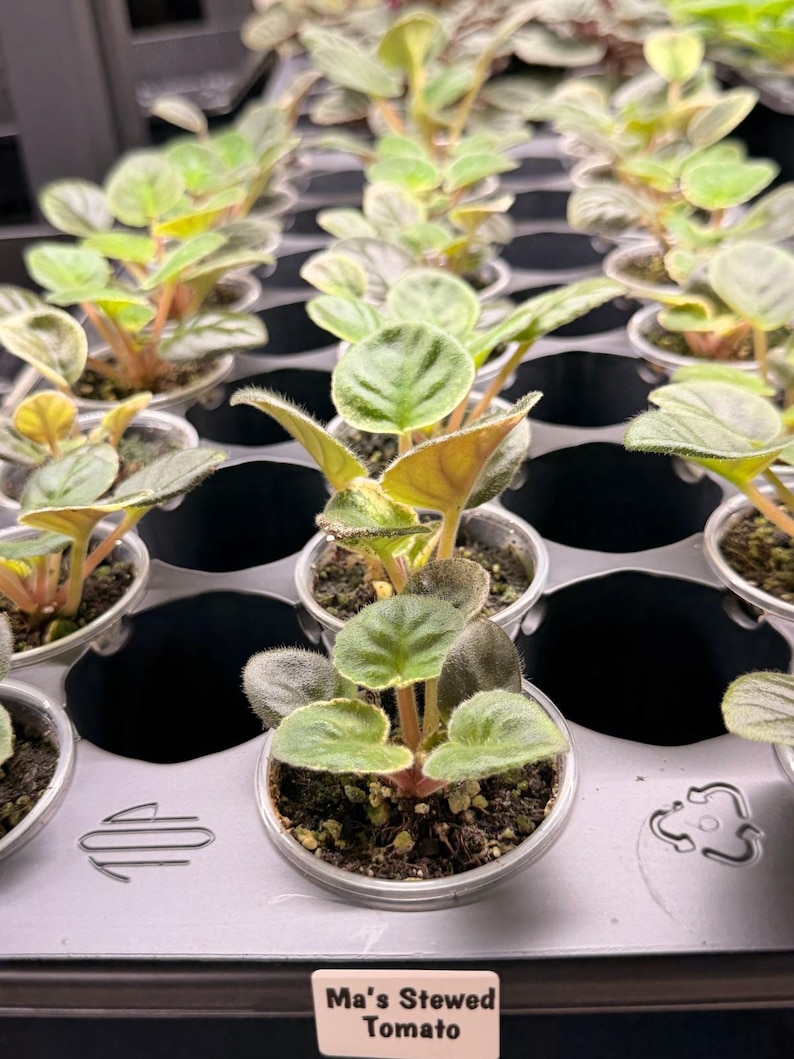 LF Ksenia African Violet – Variegated Foliage, Standard Size - Etsy