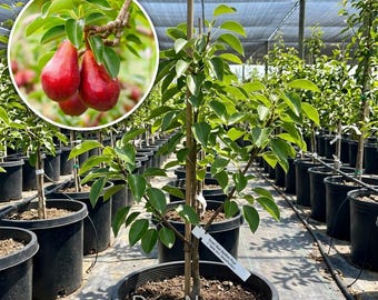 May include: A young pear tree in a black plastic nursery pot with a wooden support stake and a white plant tag labeled 'Dwarf Red Bartlett Pear'. An inset circular image shows two bright red pears hanging from a leafy branch on a tree.
