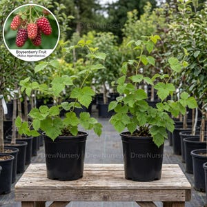 May include: Two potted boysenberry plants with vibrant green leaves in black plastic containers, set on a wooden surface. An inset circle shows a cluster of ripe, textured, dark red and purple boysenberry fruit on a branch.