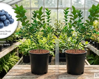 May include: Two Duke blueberry shrubs in black plastic pots, each with green leaves and woody stems. A clear ruler stands between the pots. An inset circle shows a pile of blue blueberries with the text Duke Blueberry Shrub - Harvest Inset.