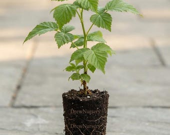 May include: A young raspberry plant with vibrant green, serrated leaves growing from a cylindrical root ball of dark soil. The exposed root system is visible along the sides of the soil plug, which features the text DrewNursery printed twice.