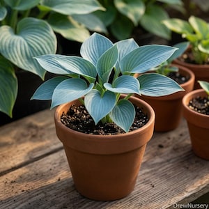 May include: A potted Hosta plant with heart-shaped, blue-green leaves featuring prominent veins. The plant is housed in a simple, round, terracotta-colored clay pot filled with dark potting soil, positioned upright in a nursery setting.