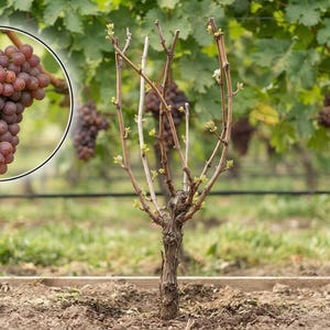 May include: A young grapevine plant with a thick, woody trunk and thin, bare branches featuring small green buds, set in a vineyard. An inset circle displays a cluster of round, reddish-purple grapes hanging from a vine. The text DrewNursery is visible.