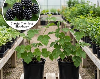 May include: Two Chester Thornless blackberry plants in black plastic pots. An inset circle shows a cluster of ripe, dark purple, textured blackberries on a green leafy stem with the text Chester Thornless Blackberry.
