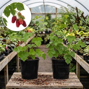 May include: Two potted raspberry plants with green leaves and small developing berries, displayed on a wooden surface. An inset circle shows a cluster of ripe, deep red raspberries attached to a green stem with serrated leaves.