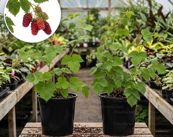 May include: Two potted raspberry plants with green leaves and small developing berries, displayed on a wooden surface. An inset circle shows a cluster of ripe, deep red raspberries attached to a green stem with serrated leaves.