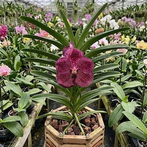 May include: A Vanda orchid plant with a single large, deep purple flower featuring a speckled pattern. The plant has long, pointed green leaves and is potted in a wooden slatted basket filled with brown bark chips, centered in a greenhouse.
