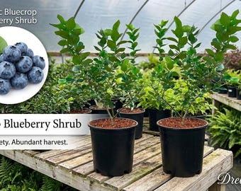 May include: Two Bluecrop blueberry shrubs in black plastic pots. An inset circle shows a cluster of round, deep blue blueberries with green leaves. Text reads: Classic Bluecrop Blueberry Shrub, Bluecrop Blueberry Shrub.