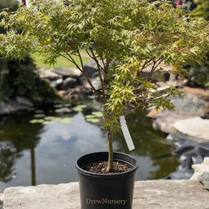 May include: A small Japanese maple tree with delicate, light green, lace-like leaves planted in a black plastic nursery pot. The pot features the text DrewNursery printed in white on the front and includes a white plant identification tag.