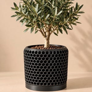 Peut inclure: Un petit olivier aux feuilles vertes planté dans un pot cylindrique noir doté d'un motif en nid d'abeille en relief sur l'extérieur. Le pot repose sur une base circulaire noire assortie et la surface du terreau est recouverte de petits cailloux bruns.