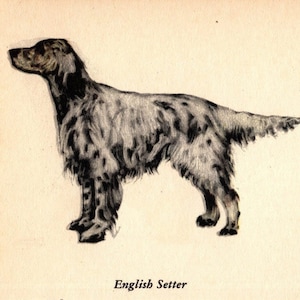 Tiny English Setter Print Wall Art Decor 1941 Miniature Size English Setter Illustration Birthday Gift Idea 9535c