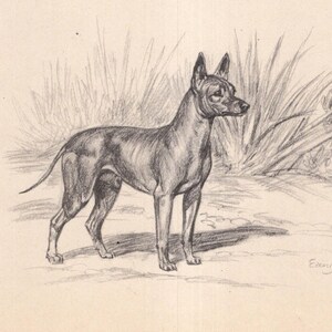 Antique Mexican Hairless Dog Print Wall Art Decor 1942 Edwin Megargee Mexican Hairless Art Illustration Birthday Gift 12237t