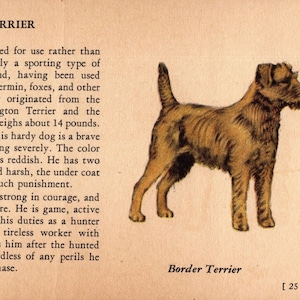 1939 Tiny Border Terrier Print Wall Art Decor Miniature Ole Larsen Border Terrier Illustration Birthday Gift  Home Decor 8022b