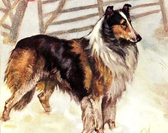 BORDER OR ROUGH COLLIE DOGS AND FLOCK LOVELY DOG PRINT MOUNTED READY TO FRAME