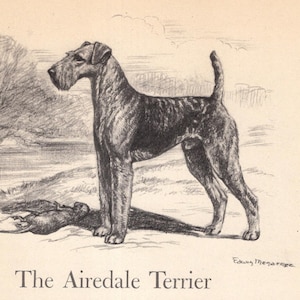1942 Antique Airedale Terrier Print Wall Art Decor Edwin Megargee Airedale Illustration Gallery Wall Art Birthday Gift  Home Decor 11004x
