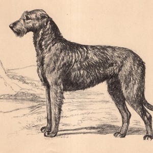 Antik IRSK VARGHUND Hundtryck från 1942 Edwin Megargee Varghund Illustration Konst Födelsedagspresent Väggkonst Heminredning 12228j