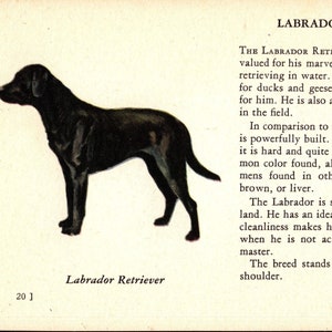 1941 Tiny Labrador Retriever Print MINIATURE Size Black Lab Illustration Wall Art Decor Birthday Gift Idea 8249c