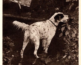 1948 ENGLISH SETTER Print Vintage Hunting Dog Gundog Print Hunting Lodge Cottage Home Decor Gift for Birthday 10454f