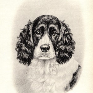 Vintage Springer Spaniel Print Wall Art Decor 1938 Marguerite Kirmse Springer Spaniel Illustration Art Print Birthday Gift 8883b