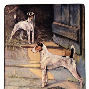 Antique Fox Terrier Print Wall Art Decor 1906 Vernon Stokes Fox Terrier Illustration Gallery Wall Art Lodge Cottage Home Decor  vs 1665k