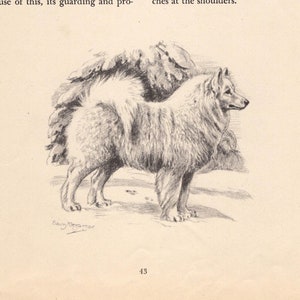 1942 Antique Samoyed Print Wall Art Decor Vintage Edwin Megargee Samoyed Illustration Birthday Gallery Wall Art Home Decor 10021