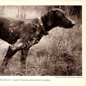 Può includere: Immagine in seppia di un Bracco tedesco in movimento, che corre nell'erba alta. Il cane ha un mantello marrone con macchie bianche, con un collare. Il testo in basso recita "Blitz von Wendland - typical German short-haired pointer."