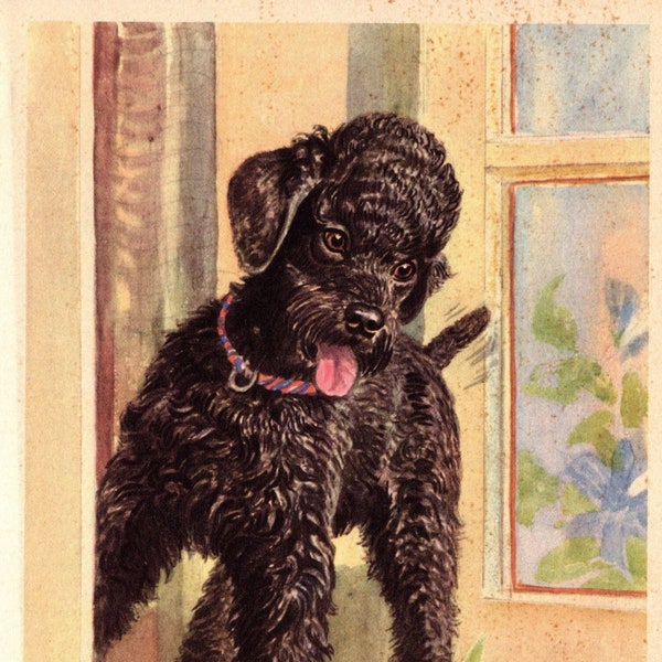 Vintage impression caniche impression murale Art déco Scholz caniche chien Art Illustration Galerie murale décoration cadeau impression 7054 s