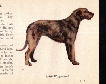 Tiny Irish Wolfhound  Dog Print 1939 Miniature Irish Wolfhound Illustration Birthday Gift  Wall Art Home Decor 12400c