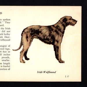 Tiny Irish Wolfhound  Dog Print 1939 Miniature Irish Wolfhound Illustration Birthday Gift  Wall Art Home Decor 11320d