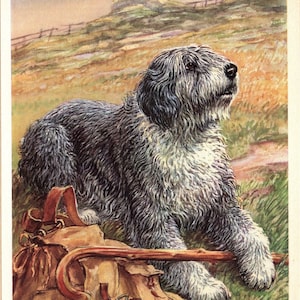 Vintage Old English Sheepdog Print Wall Art Decor Scholz Old English Sheepdog Art Illustration Home Decor Gift Print 8207