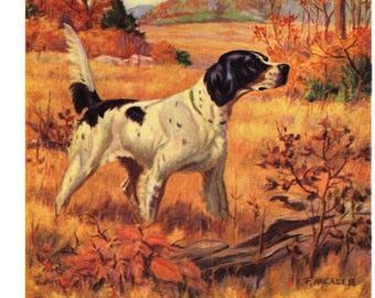 Vintage ENGLISH SETTER Print 1948 Fred McCaleb Hunting Dog English Setter Illustration Hunting Lodge Cottage Home Decor Gift  8432m