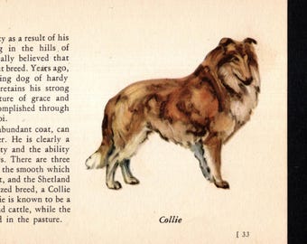 1941 Tiny Collie Print Wand Kunst Dekor Miniatur Größe Collie Illustration Galerie Wand Kunst Geburtstag Geschenk Idee 13125g