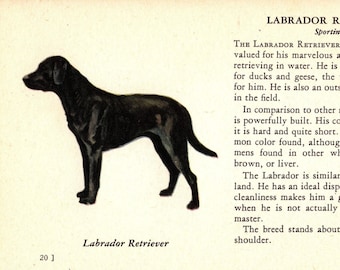 1941 Tiny Labrador Retriever Print MINIATURE Size Black Lab Illustration Wall Art Decor Birthday Gift Idea 8249c