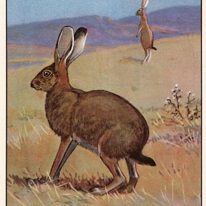 Antique Jack Rabbit Print Wall Art Decor Vintage Rabbit Art Illustration Gallery Wall Art Home Decor Gift for Birthday 12544f