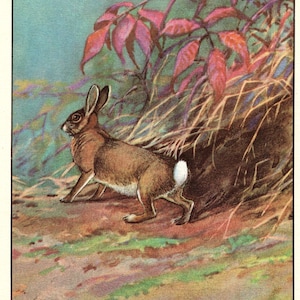 Antique Rabbit Print Vintage Cottontail Bunny Rabbit Art Illustration Gallery Wall Art Home Decor Gift for Birthday 11253g