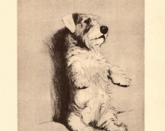 Vintage Sealyham Terrier Print Wall Art Decor 1933 Cecil Aldin Sealyham Terrier Illustration Cottage Home Decor Gift for Birthday 7925e