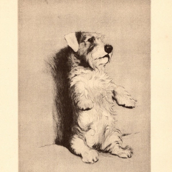 Vintage Sealyham Terrier Print Wall Art Decor 1933 Cecil Aldin Sealyham Terrier Illustration Cottage Home Decor Gift for Birthday 7925e
