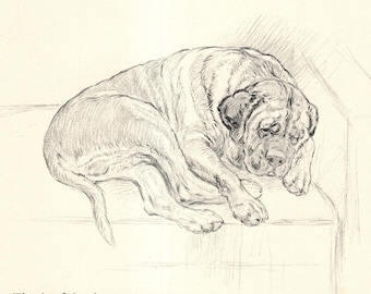 Vintage Mastiff Print Wall Art Decor 1938 K Barker Mastiff Dog Art Portrait Illustration Mastiff Gift Print  kfb 12072v