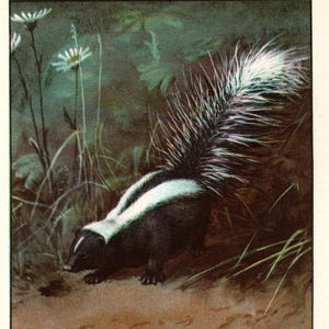 Antique Skunk Print Vintage Skunk Wall Art Illustration Gallery Wall Art Home Decor Gift for Birthday 12542d