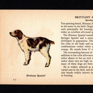 1941 Tiny Brittany Spaniel Print MINIATURE Size Ole Larsen Brittany Spaniel Illustration Birthday Gift Idea 10223a