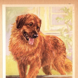 Vintage Leonberger Print Wall Art Decor Scholz Leonberger Art Illustration Home Decor Gift Print 10121