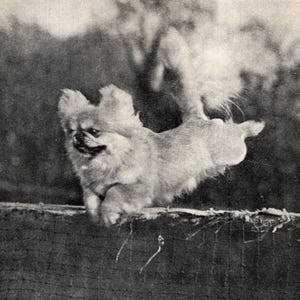 May include: A black and white photograph of a Pekingese dog jumping over a wooden fence. The dog is mid-air, with its legs extended. The text reads "WELL OVER" and describes the dog's agility.