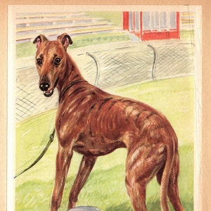 Vintage Greyhound Print Wall Art Decor Scholz Greyhound Art Illustration Home Decor Gift Print 10107L