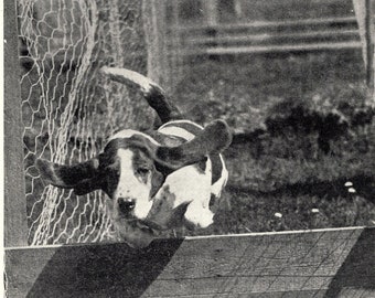 1930's Fun BASSET HOUND Dog Print Basset Hound Racing Jumps a Hurdle Print Birthday Gift Idea 8125j