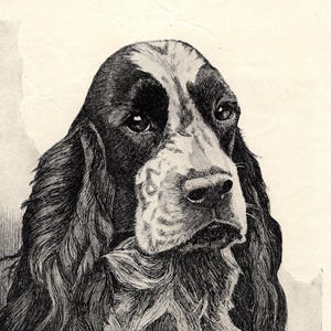 1930&#39;s Antique SPANIEL Dog Print Wall Art Decor Vintage Scott Langley Springer Spaniel or Cocker Spaniel Dog Art Print 11241n